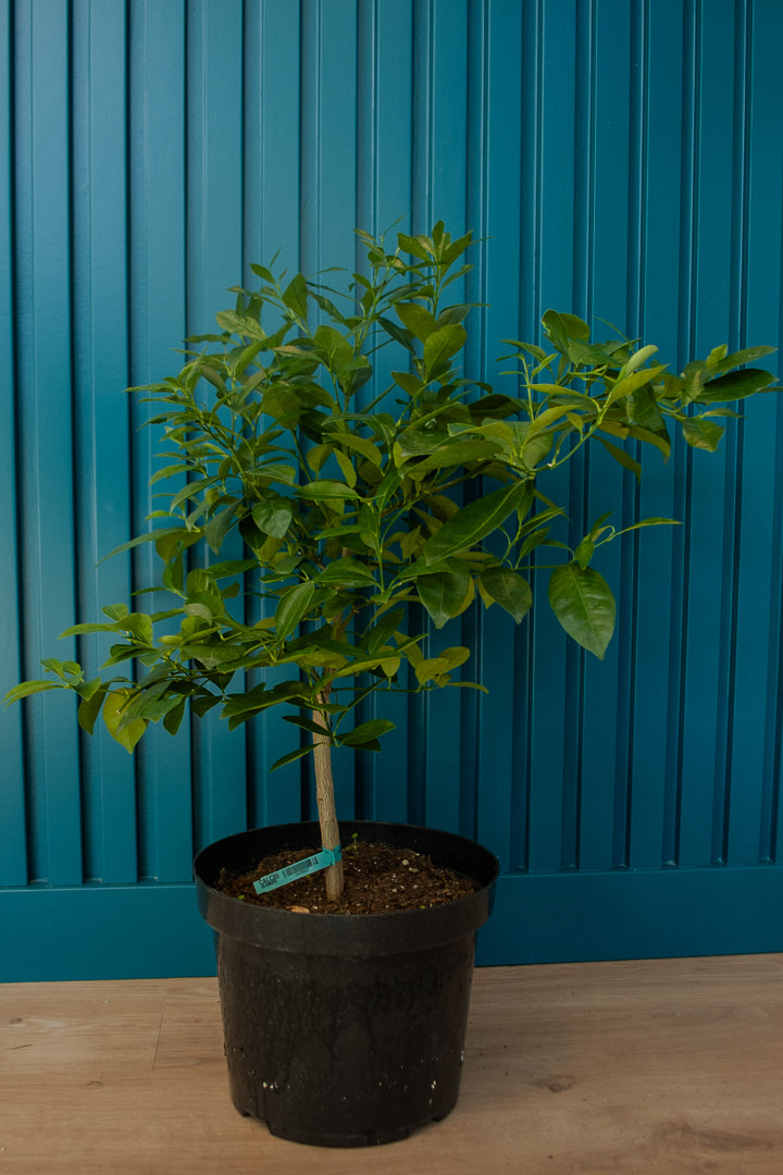 Ornamental Lemon Tree
