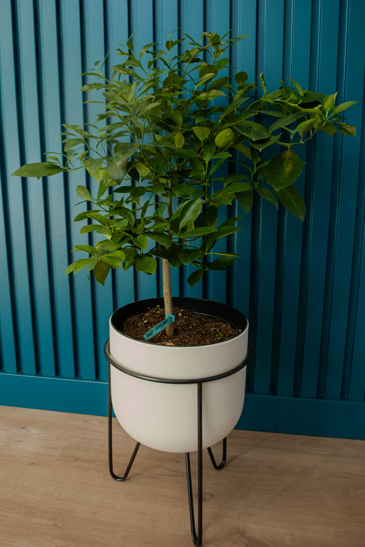 Ornamental Lemon Tree