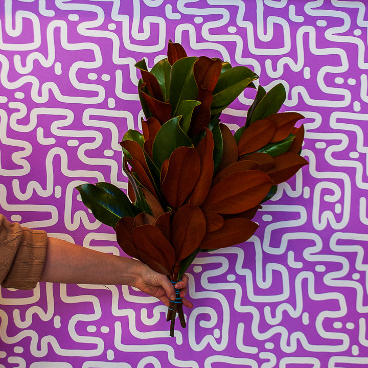 Magnolia