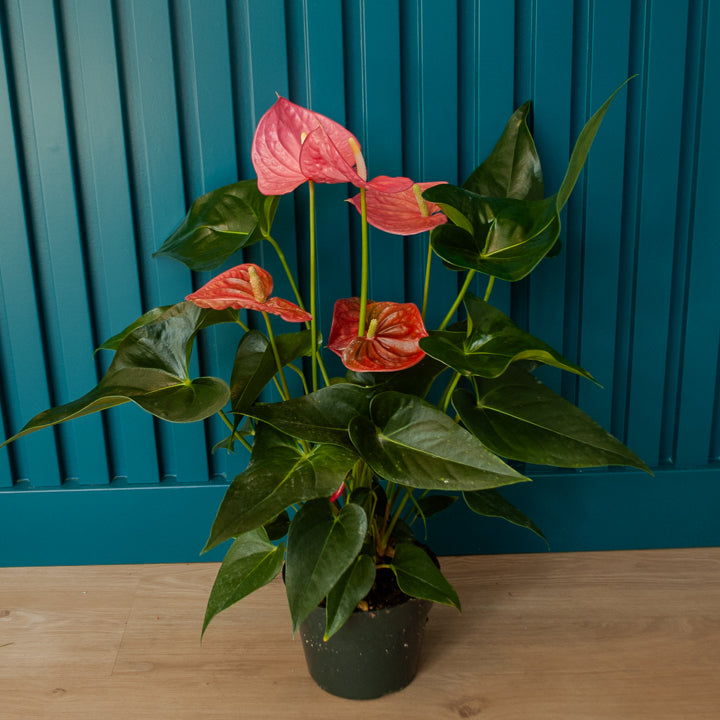 6" Anthurium Plant