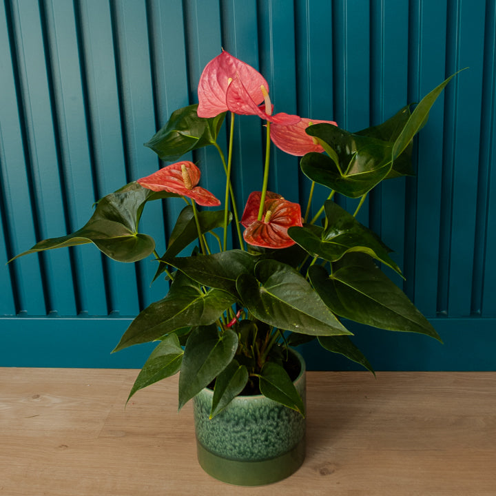 6" Anthurium Plant