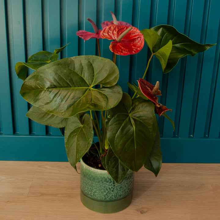 6" Anthurium Plant