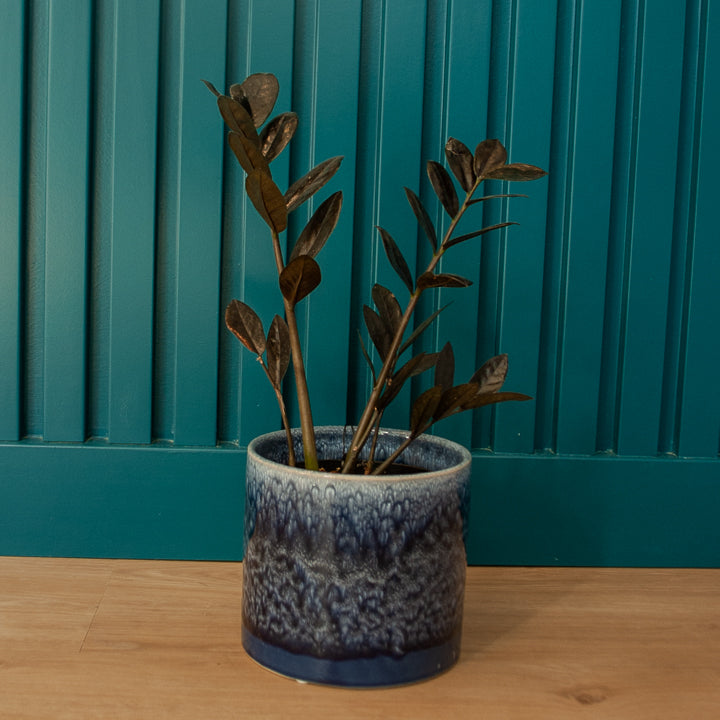 6" Raven ZZ Plant