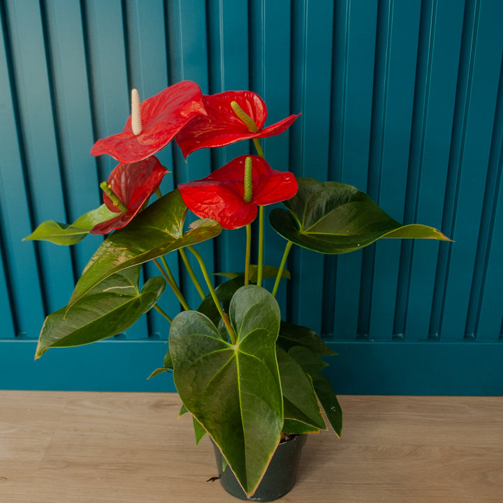 6" Anthurium Plant