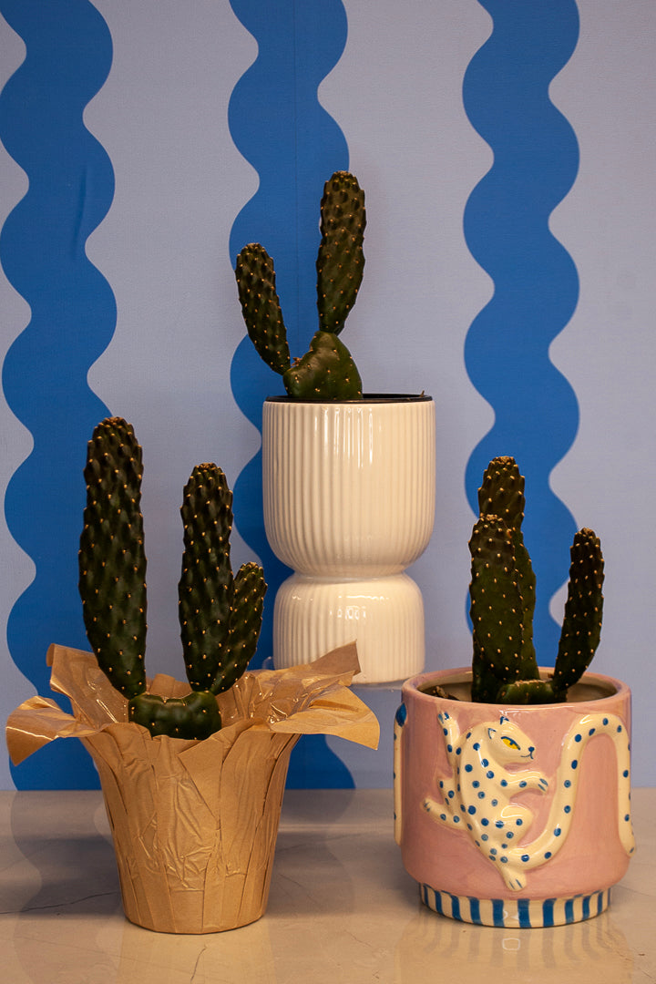 4" Road Kill Cactus