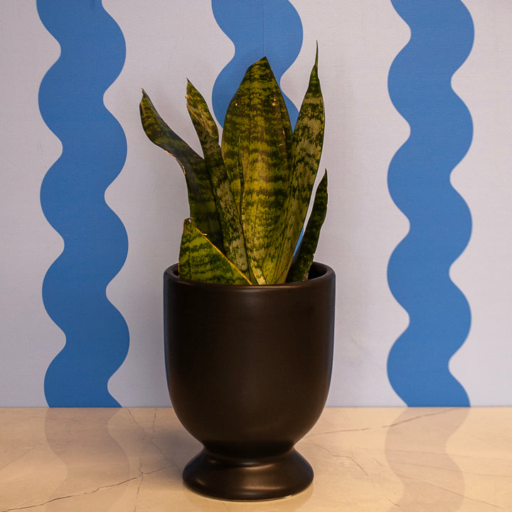 4" Snake Plant