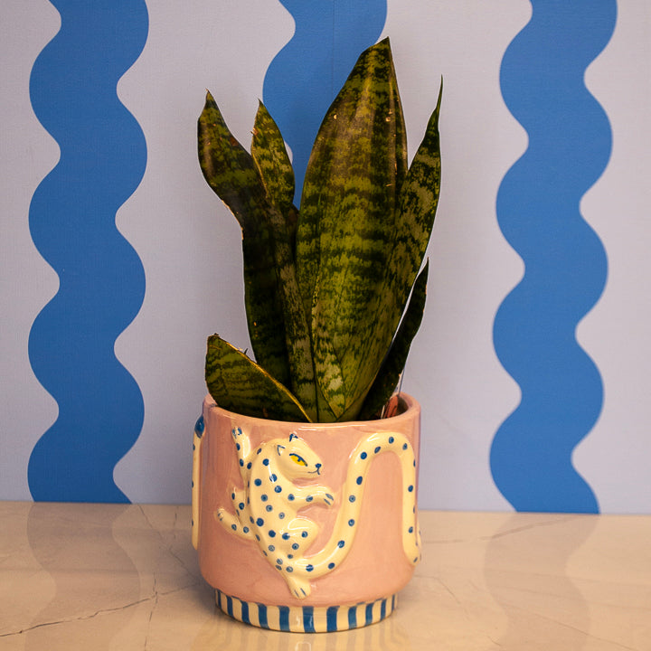 4" Snake Plant