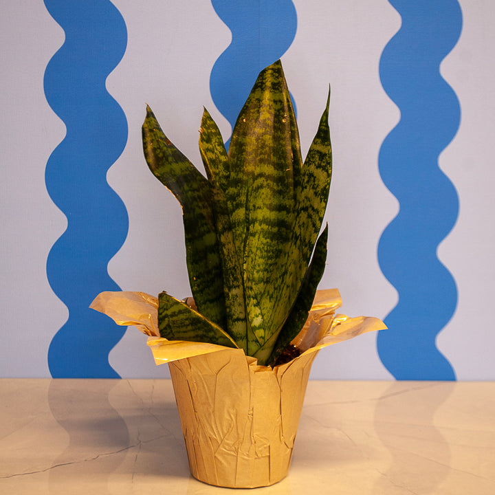 4" Snake Plant
