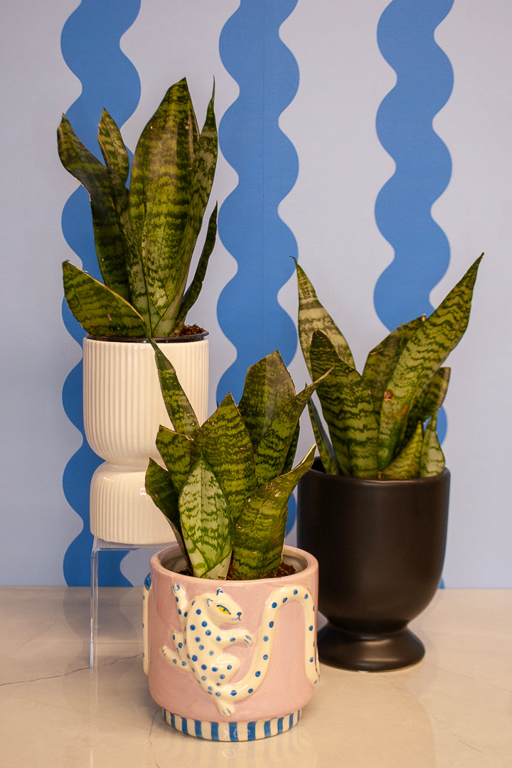 4" Snake Plant