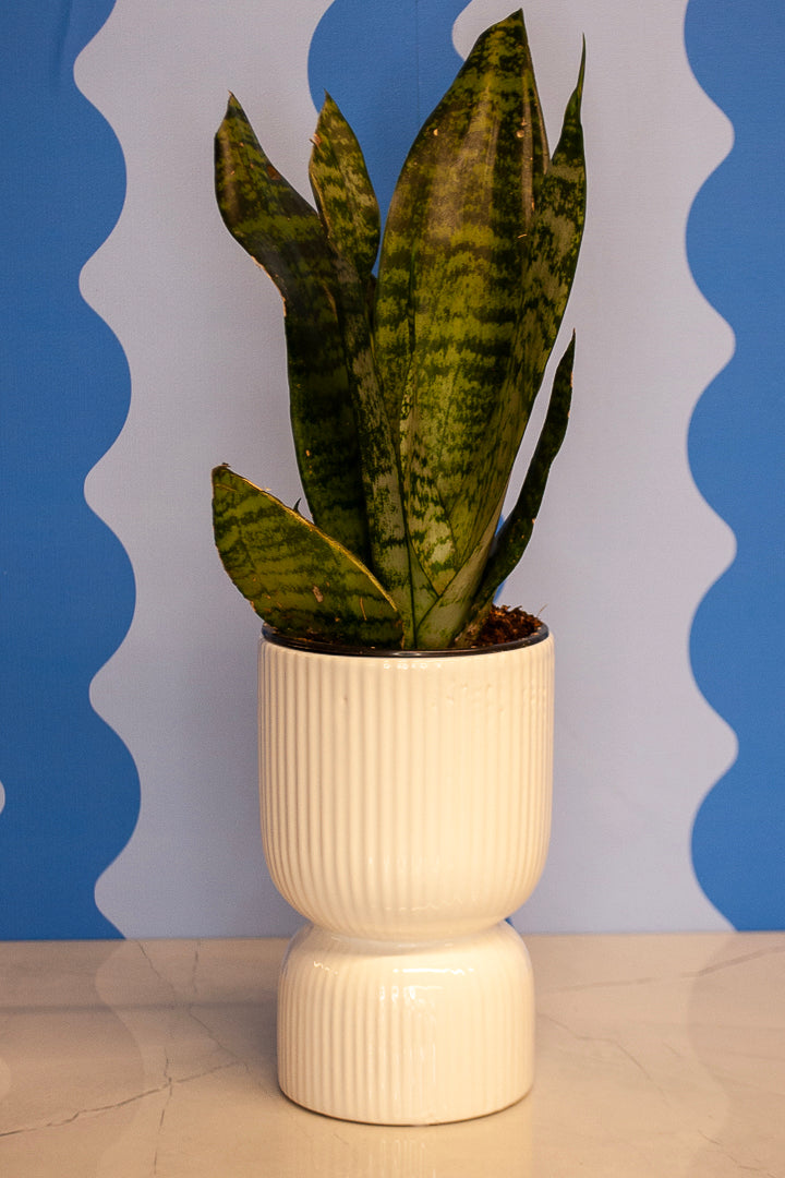 4" Snake Plant