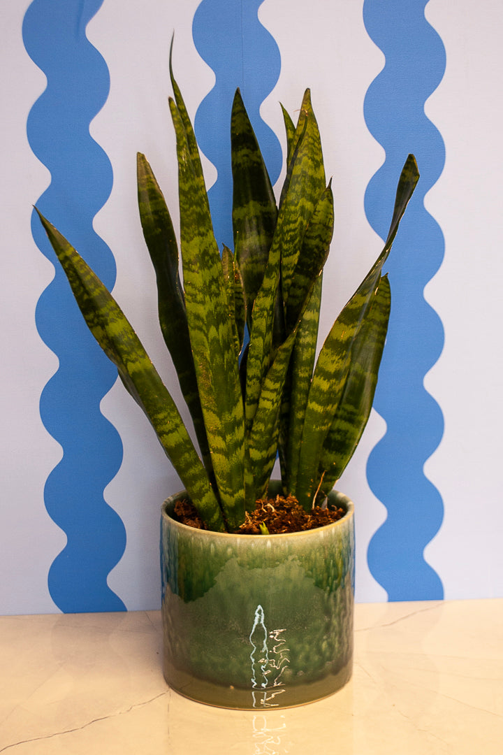 6" Snake Plant