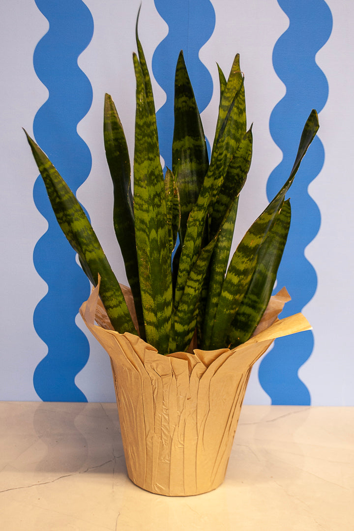 6" Snake Plant