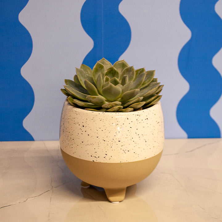 4" Echeveria Succulents