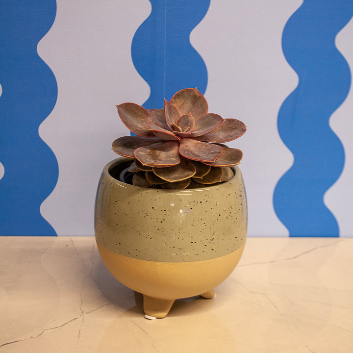 4" Echeveria Succulents