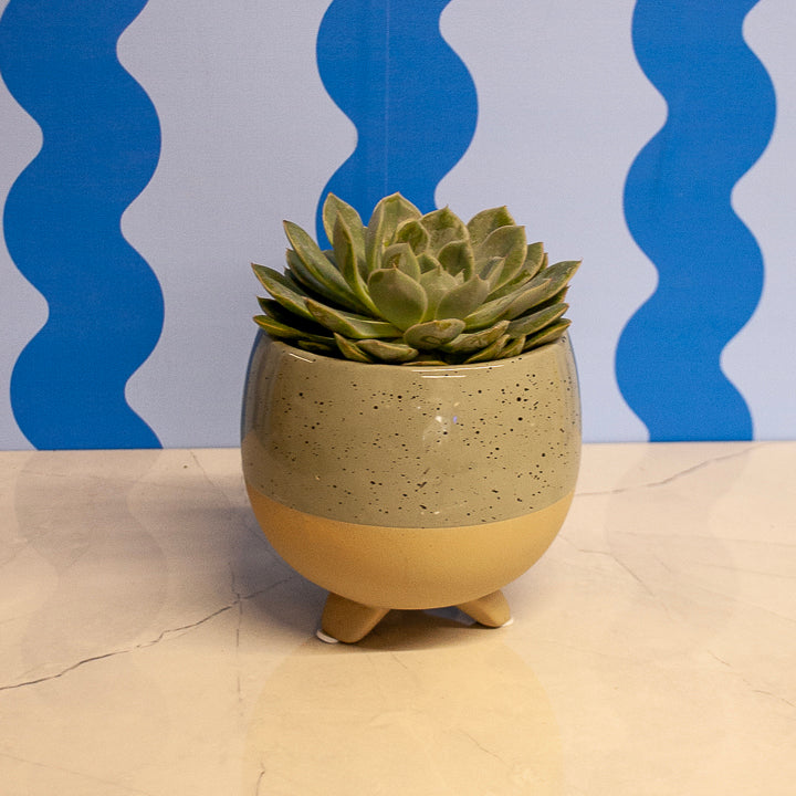 4" Echeveria Succulents