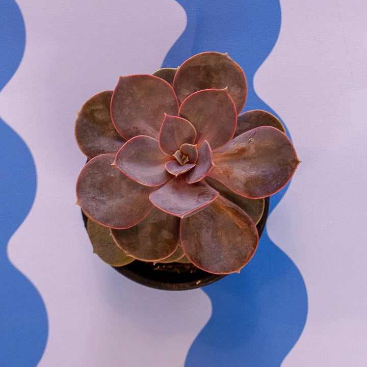 4" Echeveria Succulents