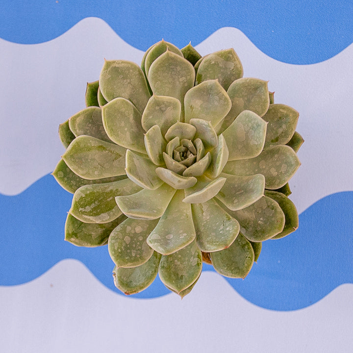 4" Echeveria Succulents
