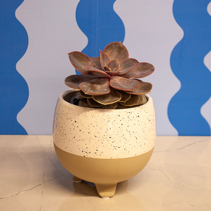 4" Echeveria Succulents