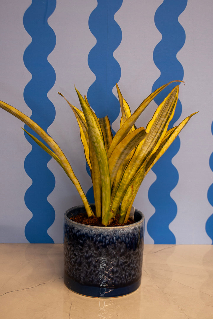 6" Snake Plant