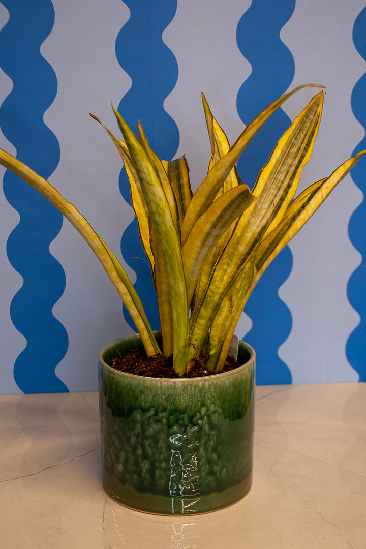 6" Snake Plant
