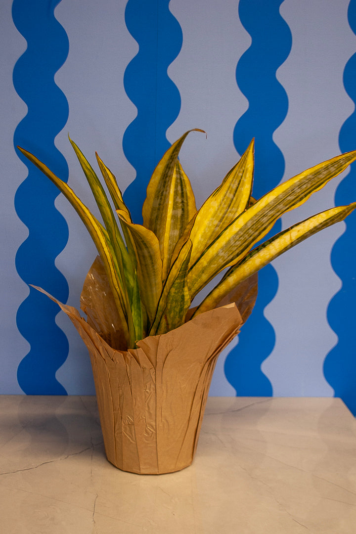 6" Snake Plant