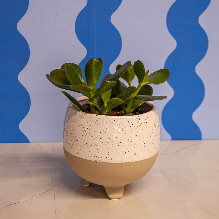 4" Crassula Succulens