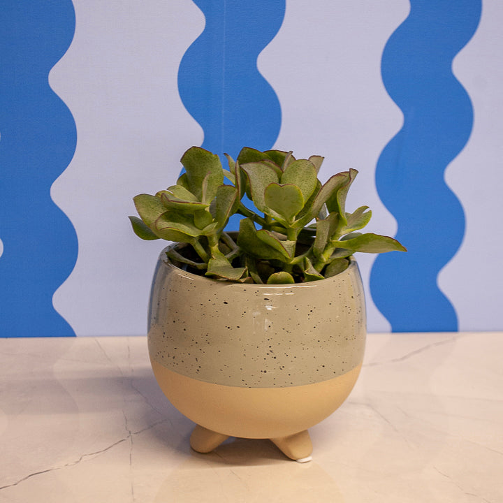 4" Crassula Succulens