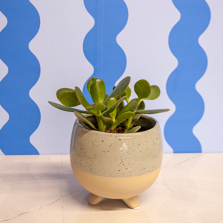 4" Crassula Succulens