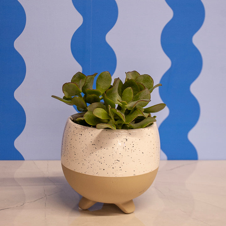 4" Crassula Succulens