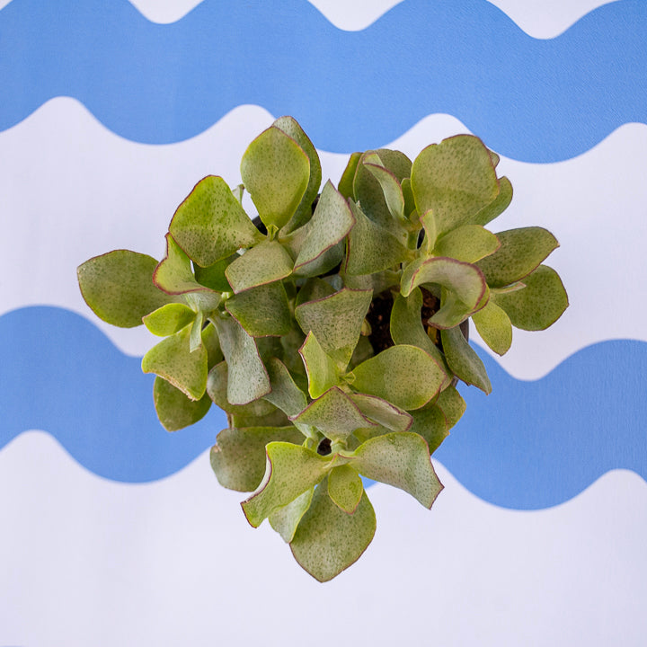 4" Crassula Succulens