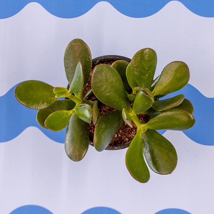 4" Crassula Succulens
