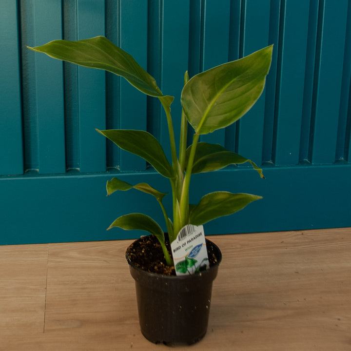 6" White Bird of Paradise Plant