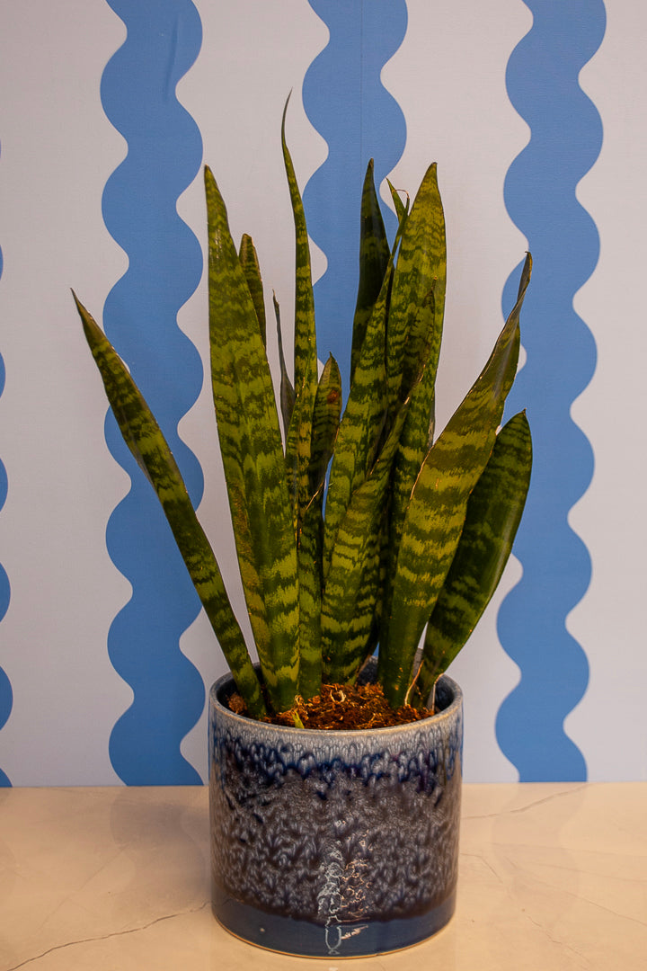 6" Snake Plant